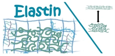 Kako lahko dobimo elastin?
